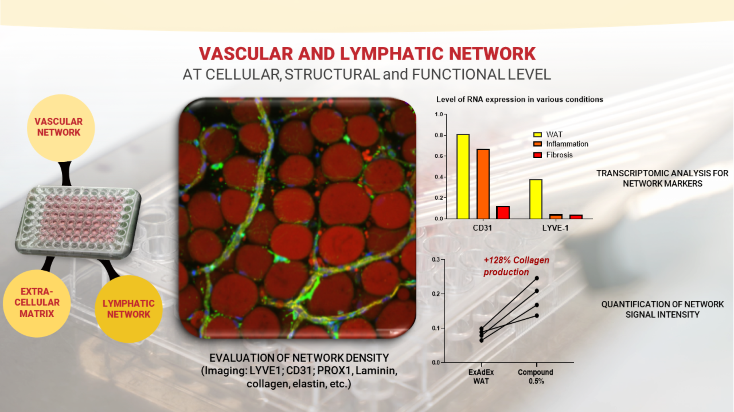 vascular-lymphatic-exadex